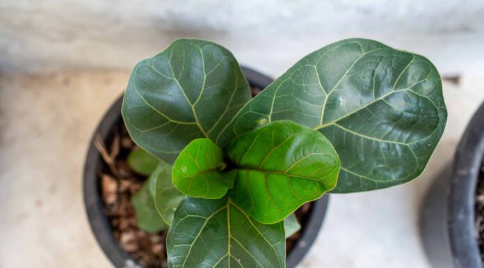 Ficus Audrey vs Fiddle Leaf Fig: qual è la differenza?
