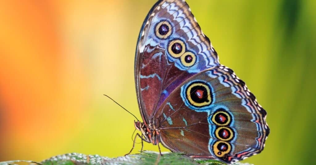Le farfalle più rare al mondo