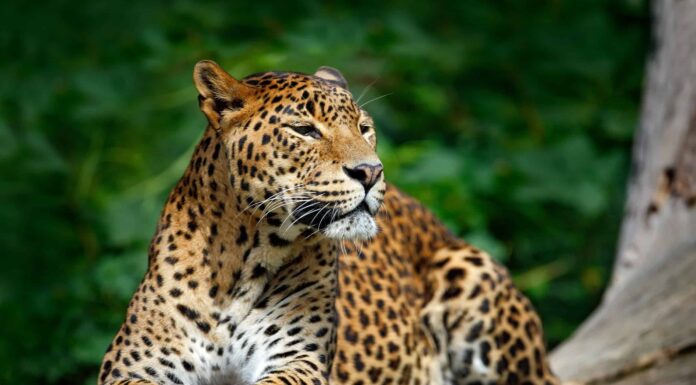 Simbolismo e significato degli animali dello spirito del leopardo
