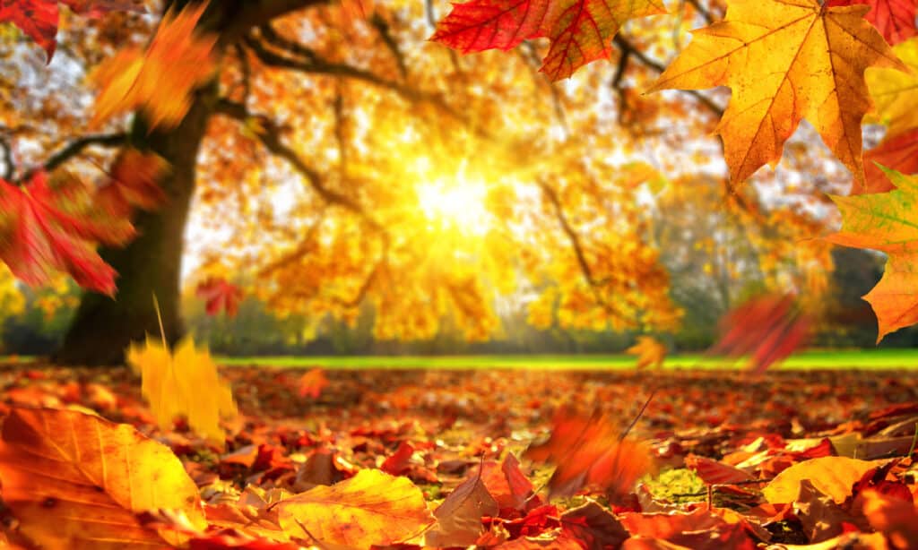 Autunno, caduta, foglia, sfondi, colore foglia d'autunno