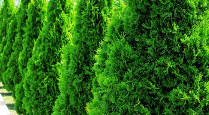 Emerald Green Arborvitae vs Green Giant: quali sono le differenze?

