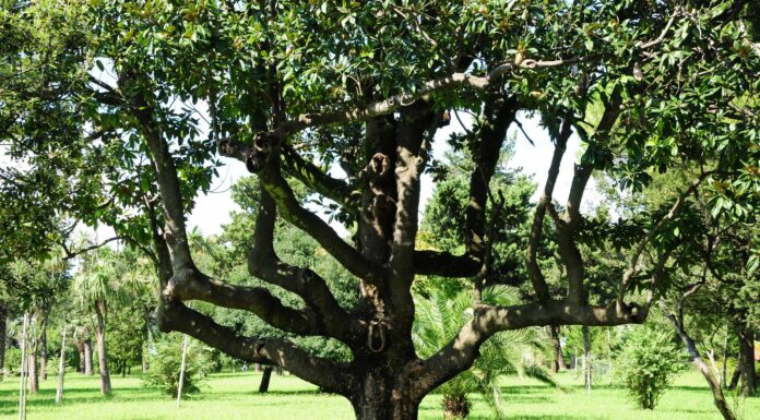 Scopri i 5 alberi a crescita più rapida in Texas
