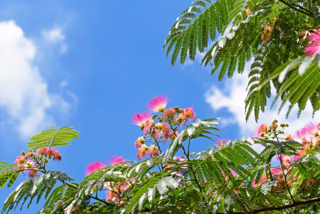 Fiori rosa su fioritura Albizia julibrissin (albero di seta persiano, albero di seta rosa) su sfondo blu cielo