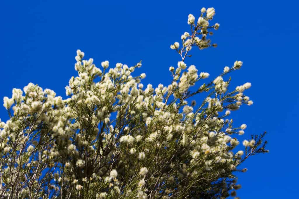 Melaleuca specie una bellissima pianta nativa australiana con fiori profumati al miele che attirano uccelli e api nei mesi estivi, le sue fioriture bianche come la neve aggiungono bellezza profumata al paesaggio.