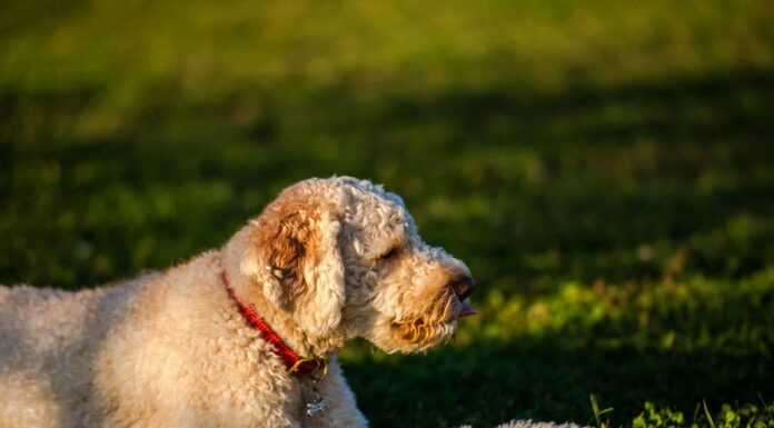 I cani non possono avere le emorroidi, ma ci sono altri problemi che si verificano
