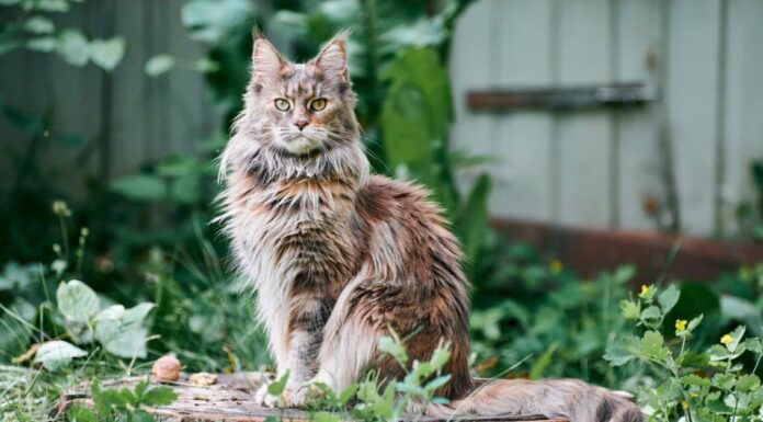 Nuovo record mondiale: rivelato il gatto domestico più alto del mondo
