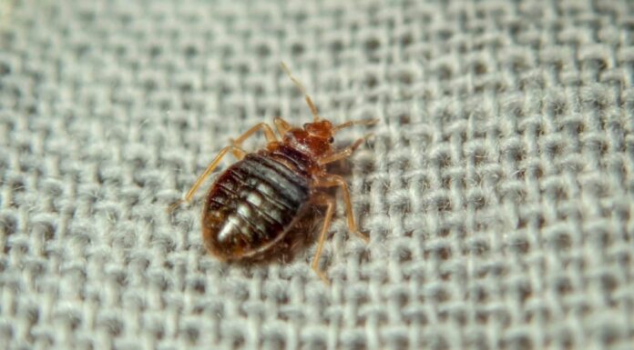 Types of bed bugs - Cimex hemipterus