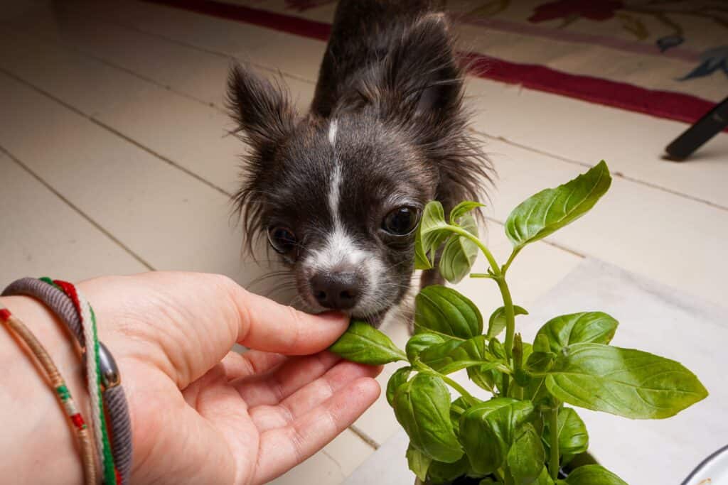 cane che mangia basilico