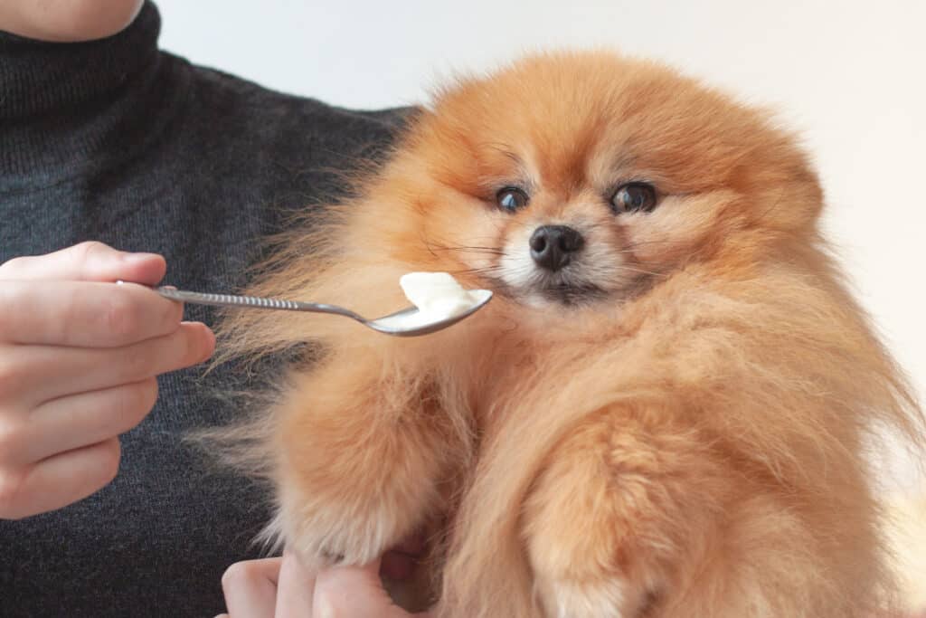 cane che mangia panna acida