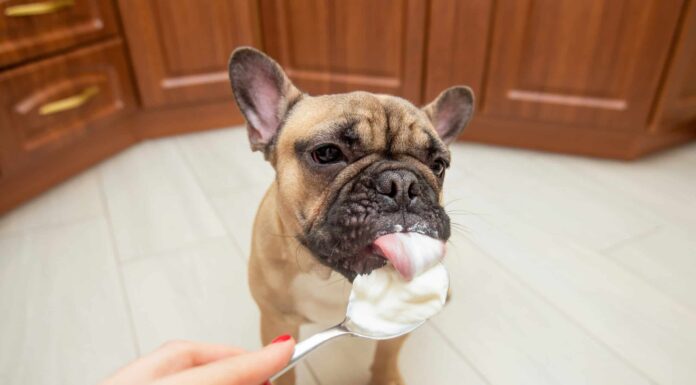  I cani possono mangiare la panna acida?  Leggi questo prima
