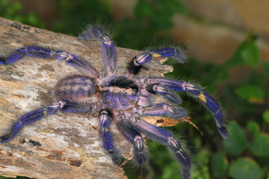 Tarantula ornamentale con zaffiro appiccicoso (Poecilotheria metallica, Theraphosidae)