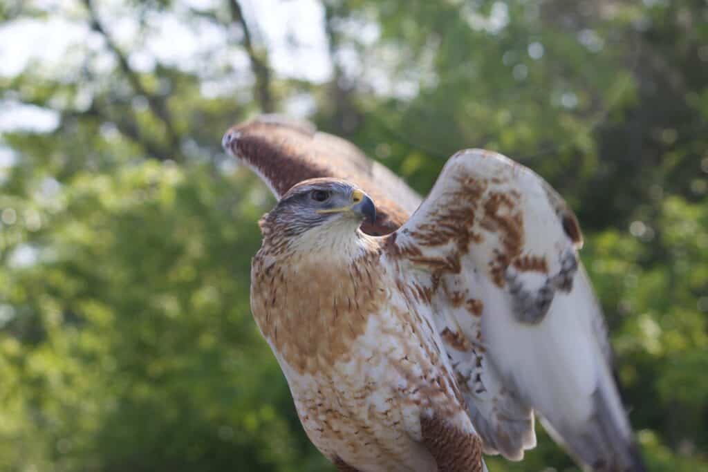 falco al Lake Livingston State Park