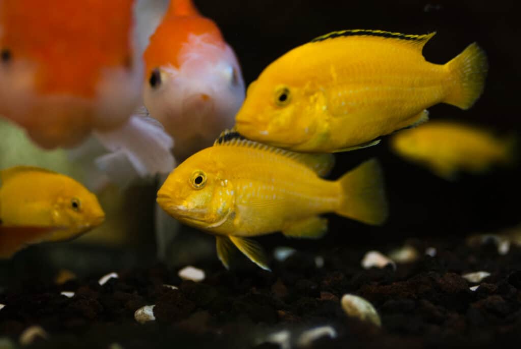 Due ciclidi gialli in un acquario con un pesce rosso oranda