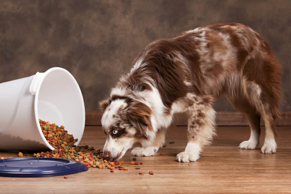 L'eccesso di cibo a volte può far gocciolare sangue al cane dopo aver fatto la cacca