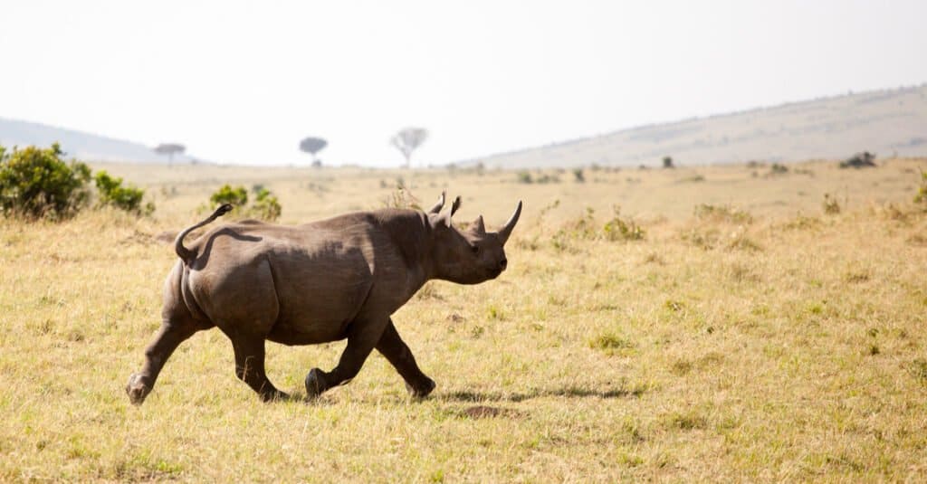 Rinoceronte nero in esecuzione