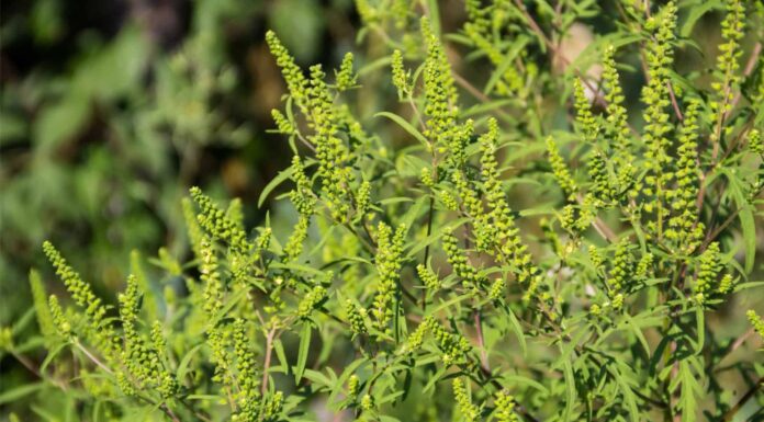 Artemisia vs Ambrosia: qual è la differenza?

