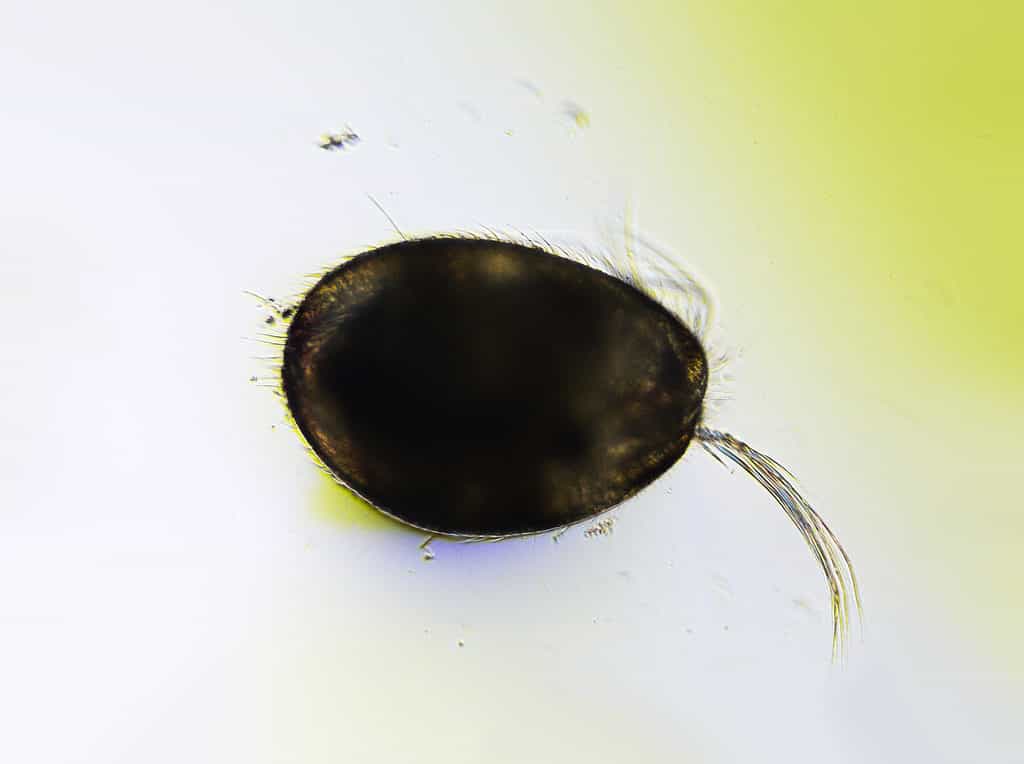 Microscopico Ostracod d'acqua dolce 