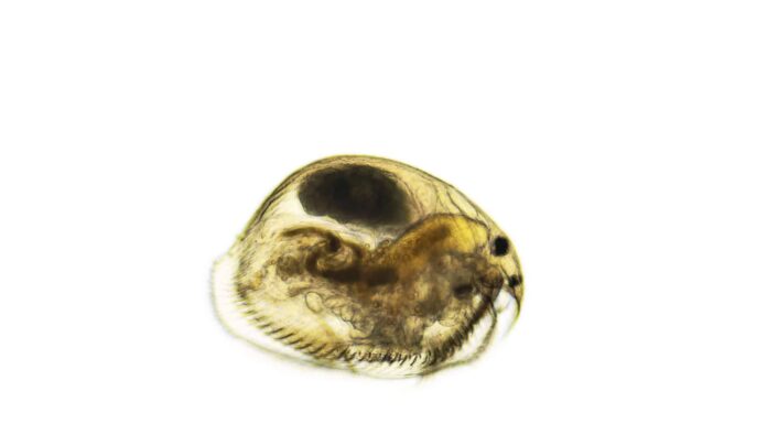 Ostracod
