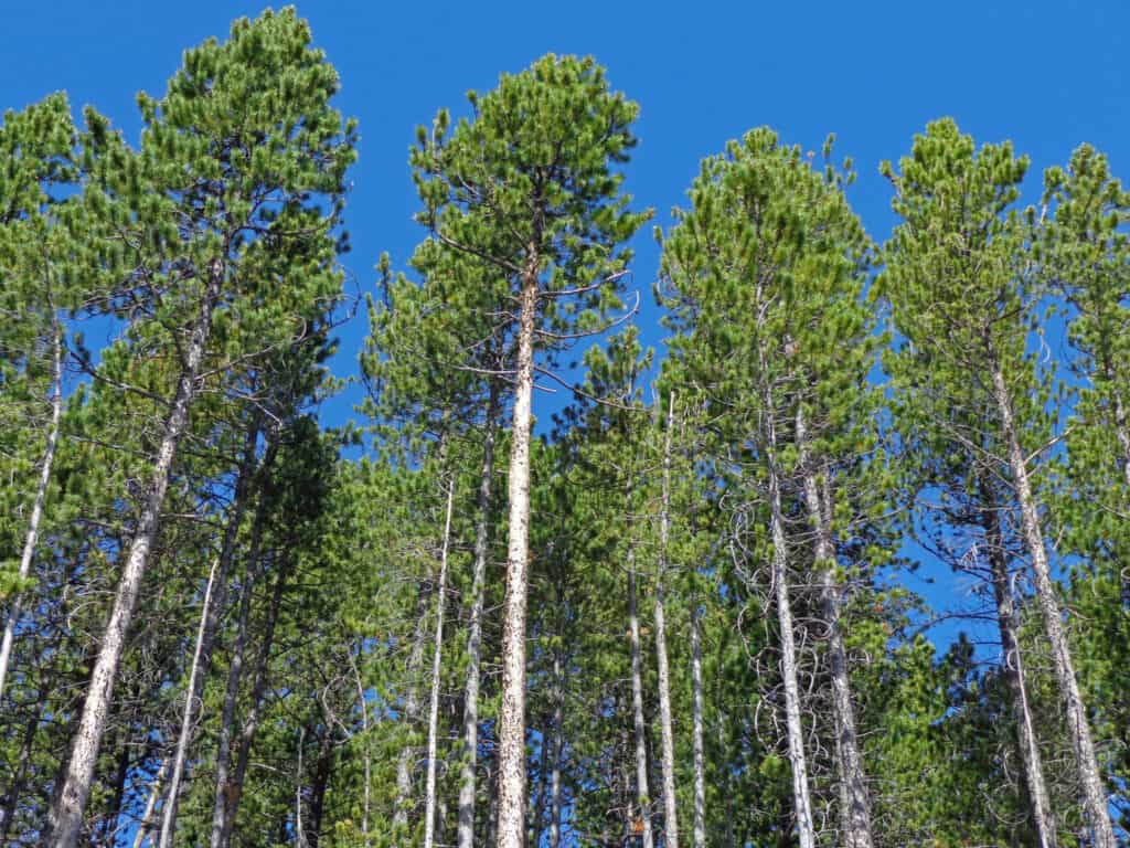 Tipi di alberi di pino