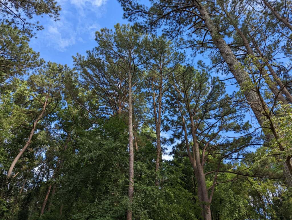 Tipi di alberi di pino