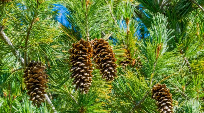 Types of Pine Trees