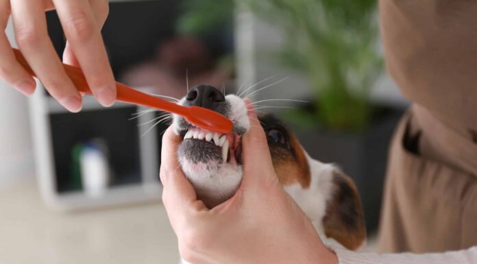 I cani possono usare il dentifricio umano?
