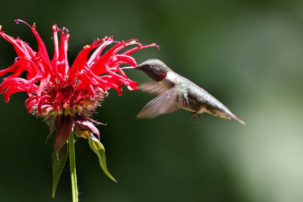 Il colibrì visita il balsamo scarlatto delle api
