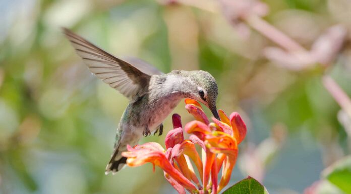 7 piante che attirano i colibrì
