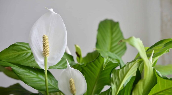 6 piante da appartamento che purificano l'aria
