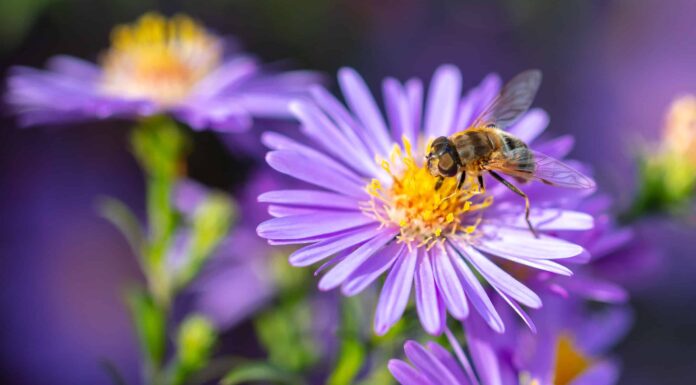 8 piante che attirano le api
