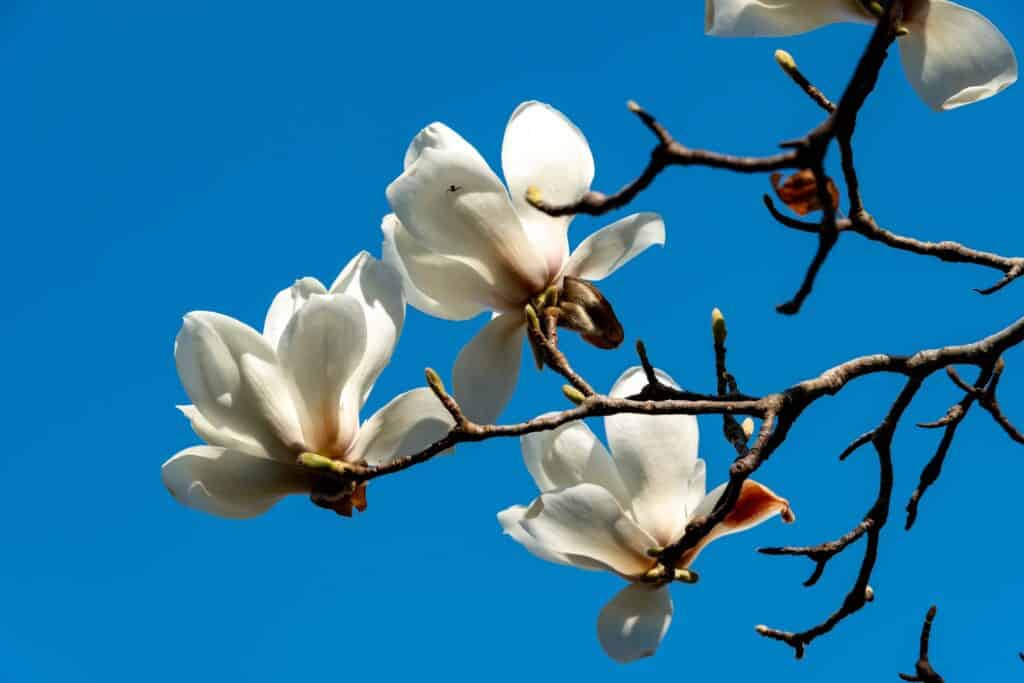 Magnolia di Yulan in fiore
