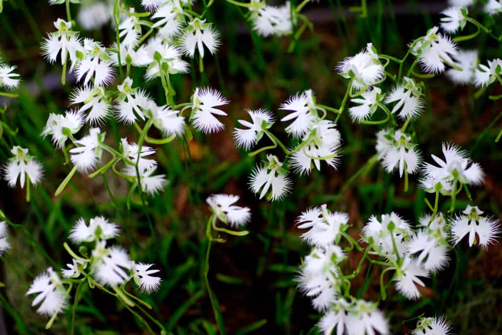Campo di fiori di airone bianco