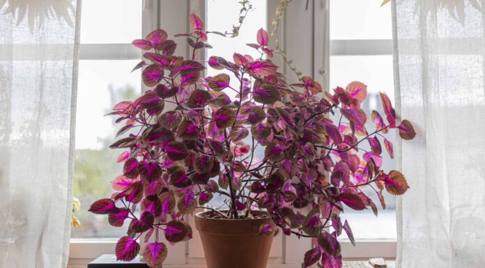 Coleus Plant Indoor: come coltivare con successo Coleus in vaso

