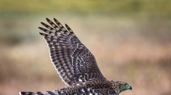 A The Best Nest Boxes Birds Will Actually Use for 2022