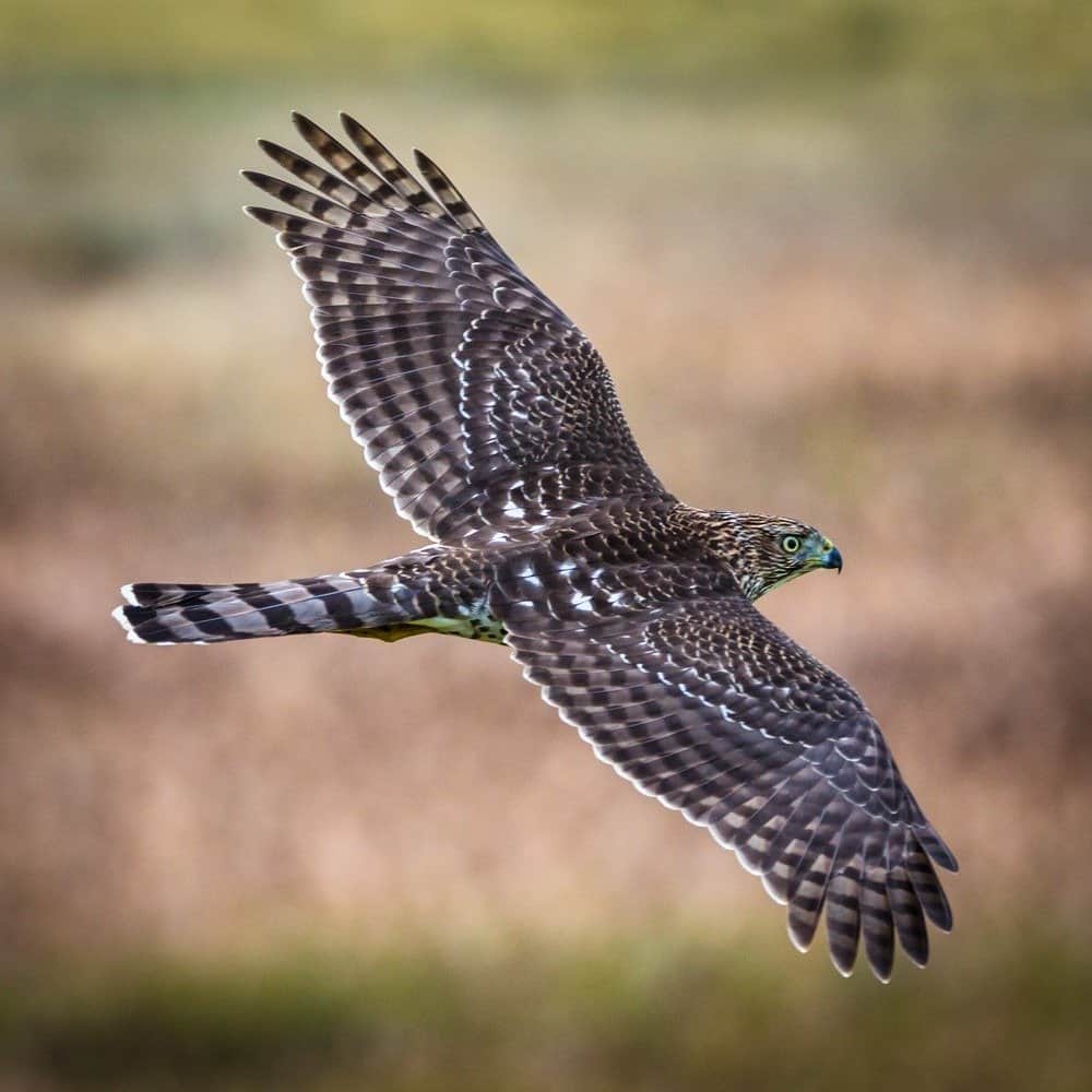 Il falco di Cooper vola al Bandon Marsh National Wildlife Refuge