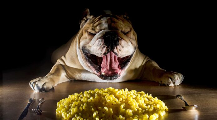  I cani possono mangiare pasta, tagliatelle o spaghetti?  Quali sono i pericoli?
