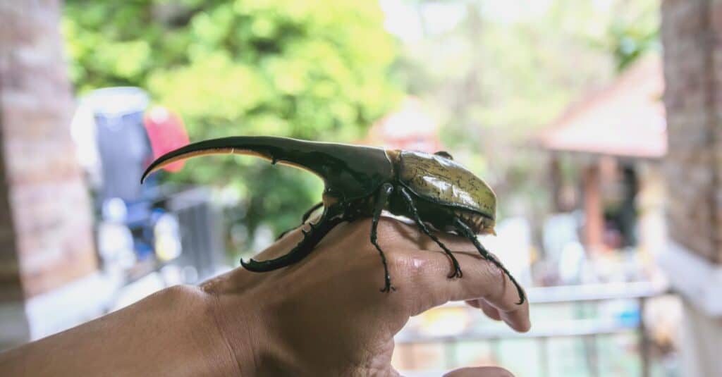 Un grande scarabeo Ercole maschio (Dynastes hercules), scarabeo sulla mano di una persona.