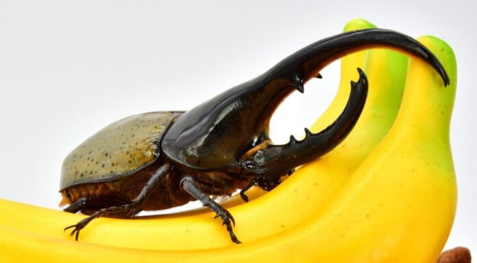 Stag Beetle contro Hercules Beetle: un'epica battaglia di scarabei
