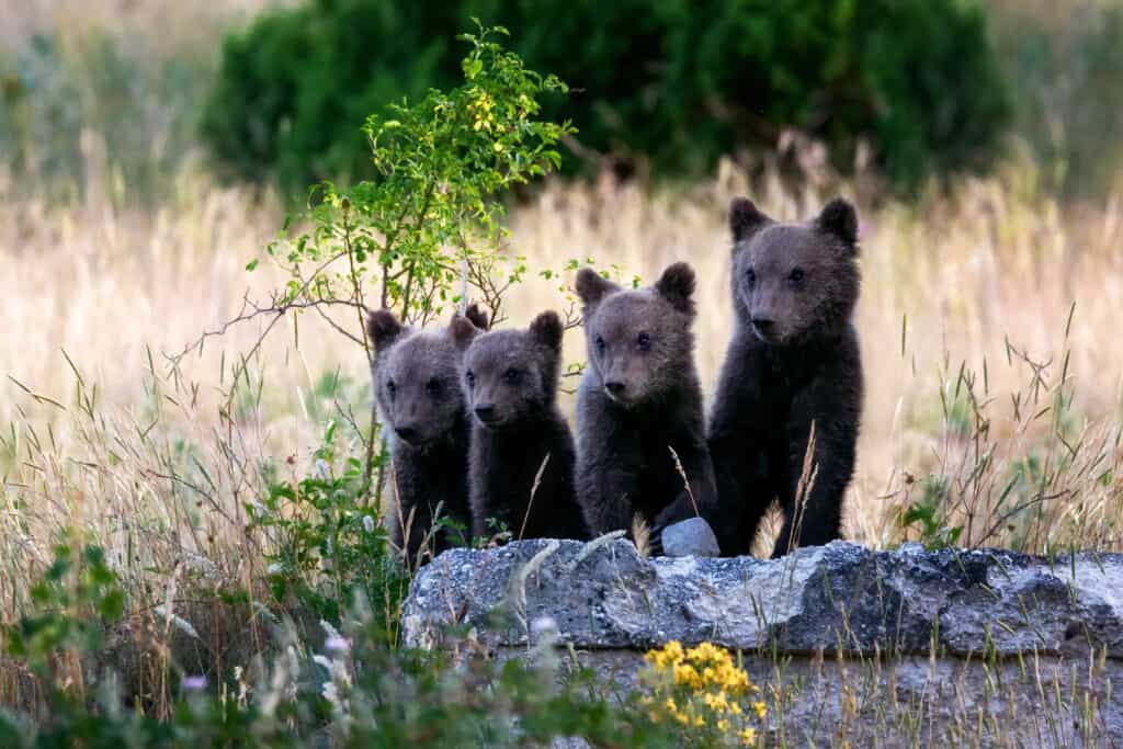 Quattro cuccioli di orso marsicano allineati dietro una roccia lunga e bassa