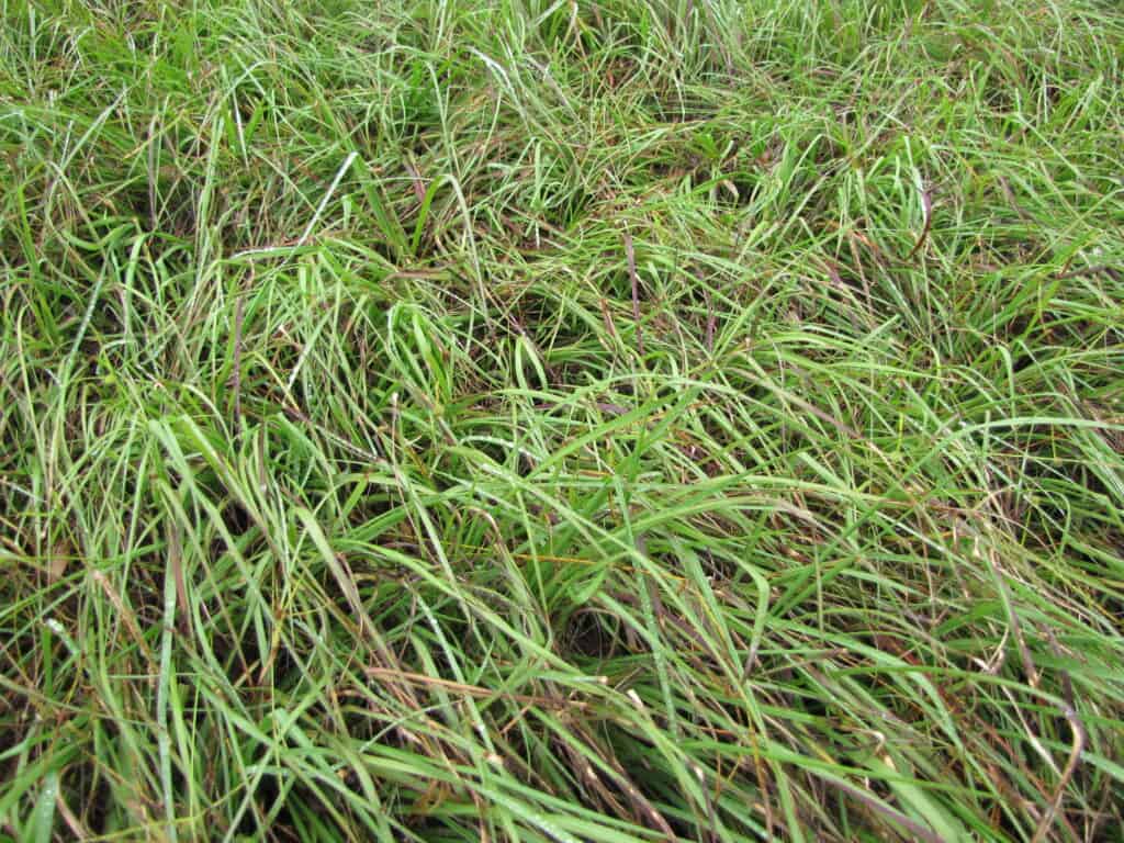 Paspalum notatum (erba di Bahia) Abitudine di prove di foraggio presso la stazione Mealani Ag Waimea, Hawaii, Hawaii.