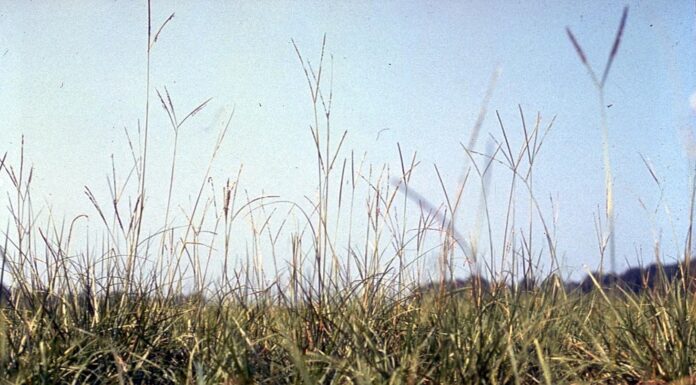 Pensacola Bahia Grass contro l'argentino
