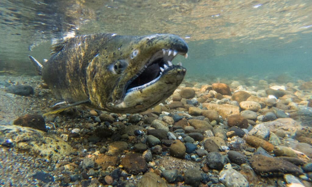 Denti di salmone Chinook