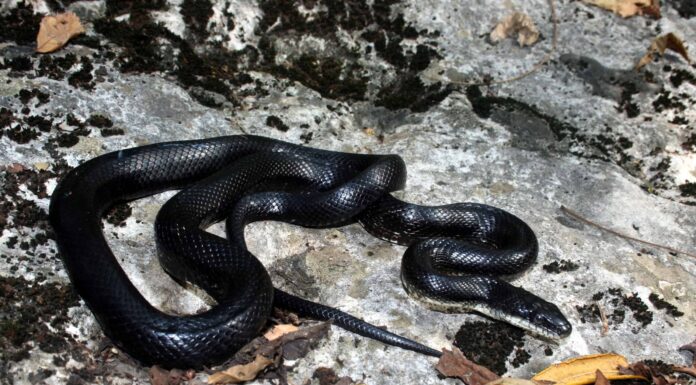 Serpenti neri in Louisiana 
