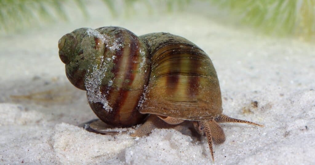 L'animale più mortale del mondo: le lumache d'acqua dolce