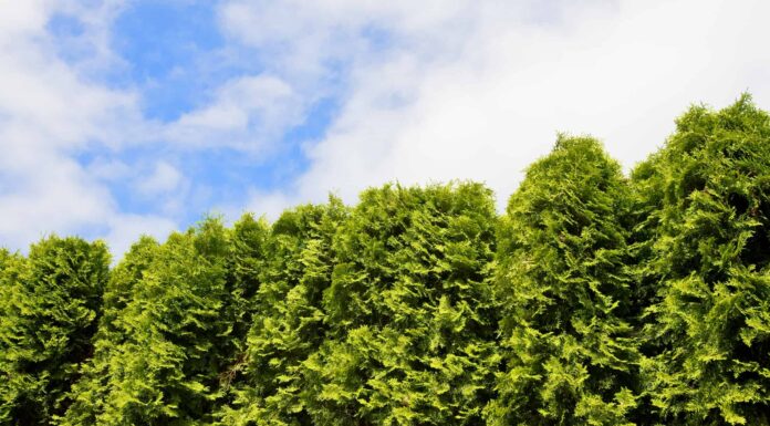  Guglia di Degroot vs.  Arborvitae verde smeraldo
