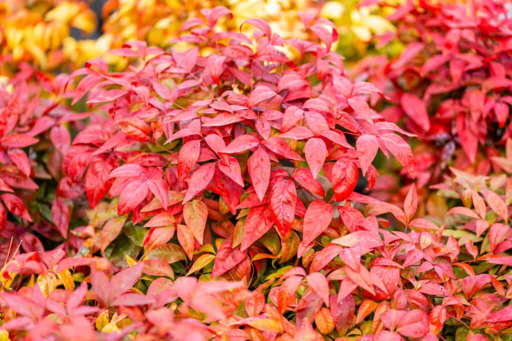 Nandina domestica Rosa cipria.  La Nandina domestica è comunemente nota come nandina, bambù celeste o bambù sacro.  Le foglie cambiano colore con la stagione.