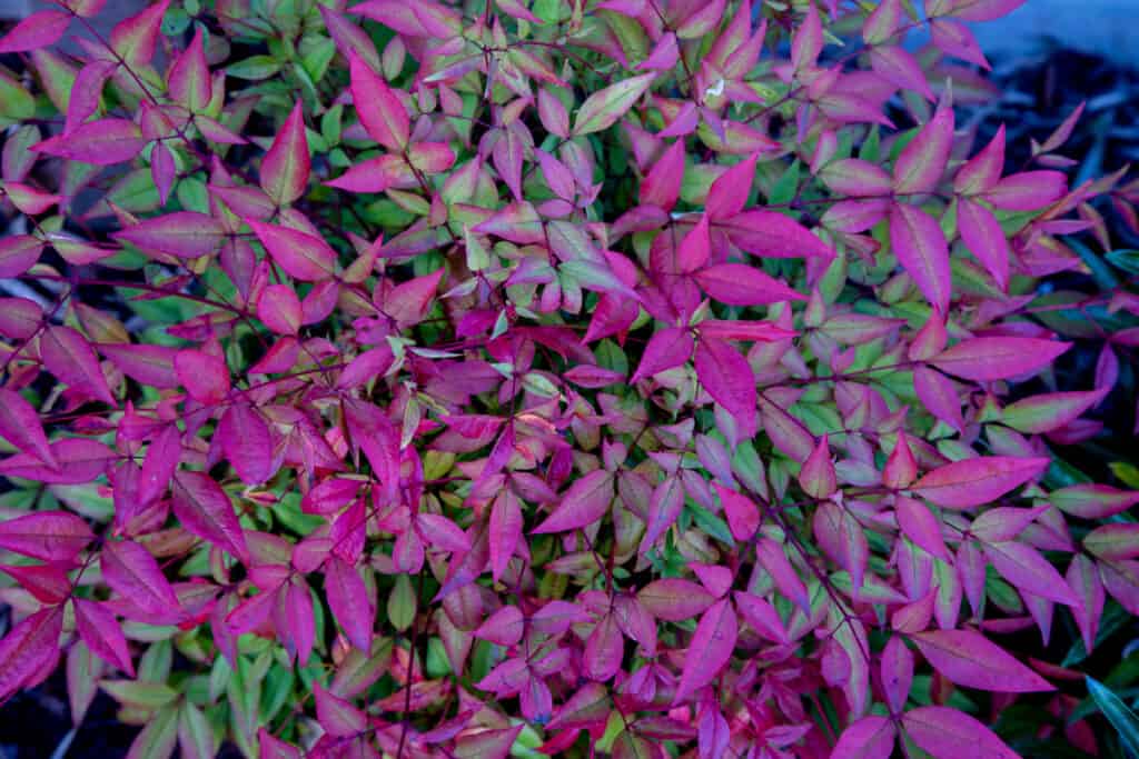 Nandina - Arbusto rosa cipria con nuova crescita rossa.