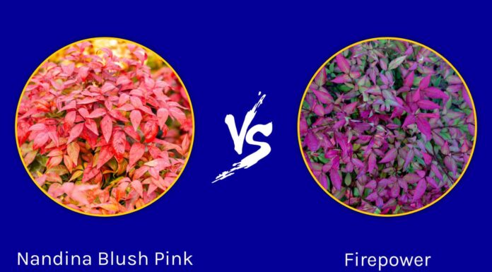 Nandina Blush Pink vs Firepower: c'è differenza?
