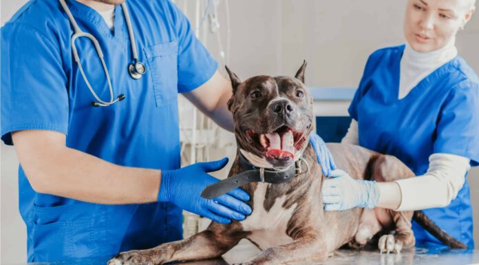 Qual è il miglior trattamento per un ACL lacerato nei cani?
