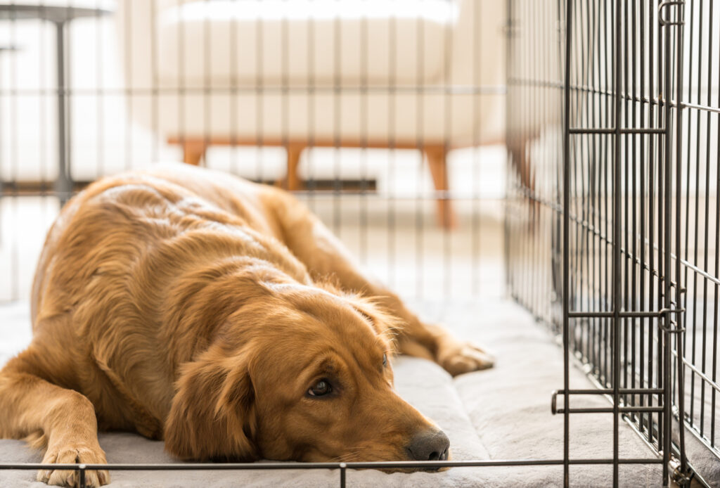 Golden retriever che riposa nella cassa del cane